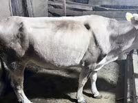Dibi, Cattle — sawirka 6