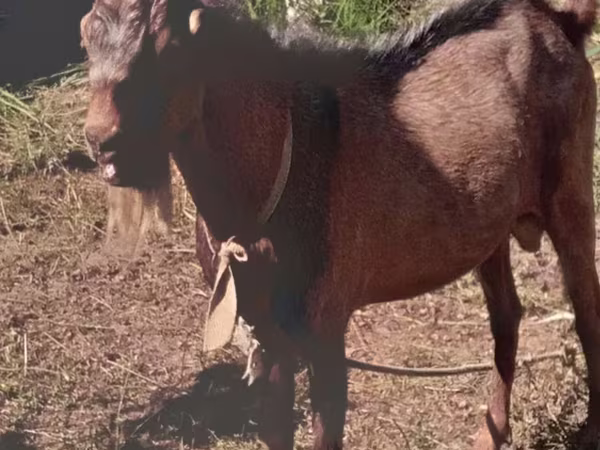 بز (گروه، جنسیت مشخص نشده), Beetal goats