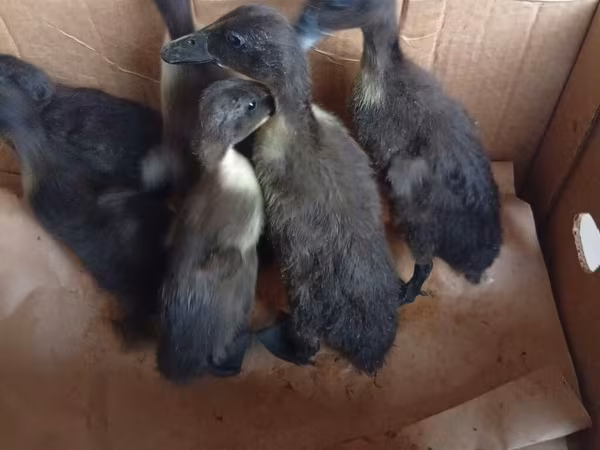 Ducks