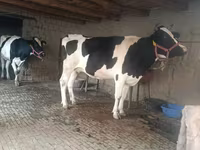Krava, Russian Black pied cattle — foto 2