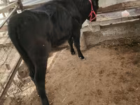 Skot (série, pohlaví neuvedeno), Skot — foto 4
