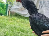 Chickens — Foto 7
