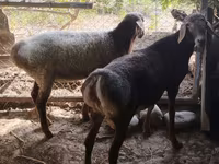 Kos, Rhon sheep — 6. fotó