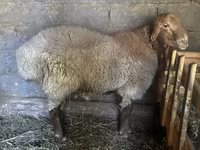 قوچ, Rhon sheep — عکس 2