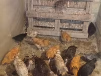 Turkeys — عکس 1
