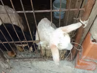بز ماده, بز — عکس 2