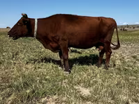 Үнээ, Latvian Blue cattle — 4 зураг