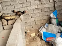 Chickens — Foto 4