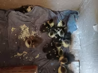 Ducks — عکس 3