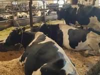 Ko, Swiss cattle — foto 3