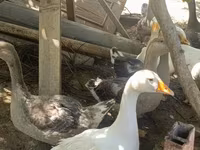 Geese — ảnh 4