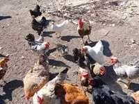 Danish hen — photo 3