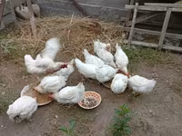 Chickens — foto 2