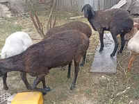 Får, Edilbay sheep — foto 8