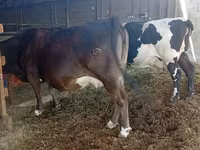 Kuh, Swiss cattle — Foto 3