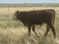 ثور, Simmental cattle — الصورة 2