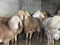 मेढ़ा, Arashan sheep — फ़ोटो 3