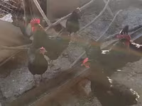 Chickens — تصویر 1