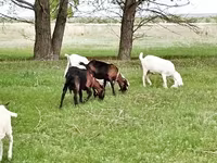 Κατσίκα, Saanen goat — φωτογραφία 6