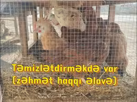 Chickens — fotografija 3
