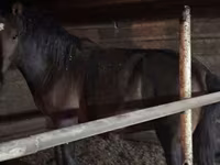 Pastuv, Kazakh horse — fotografija 4