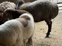 Ido, Sheep — sawirka 1