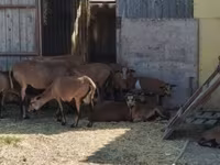 Beran, Cameroon sheep — foto 1