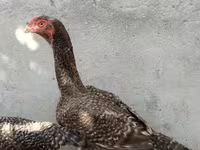Chickens — عکس 2