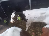 Býk, Simmental cattle — foto 1