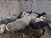 암양, Arashan sheep — 사진 2
