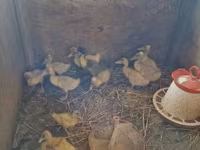 Ducks — 写真 1
