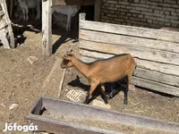 بز ماده, بز — عکس 3
