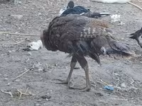 Turkeys — الصورة 1