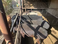 ভেড়ার পাঁঠা, ভেড়া — ছবি 2