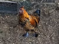 Chickens — foto 6