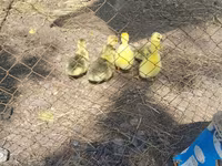 Geese — عکس 1