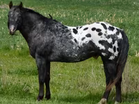 Stute, Appaloosa — Foto 5