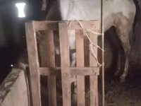 Kůň, Koně — foto 1