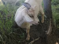 Koza, Alpine goat — fotografija 1