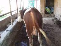 گاو نر, Simmental cattle — عکس 6