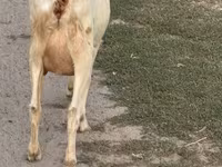 Koza, Saanen goat — foto 3