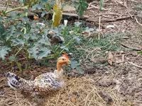 Chickens — 5 зураг