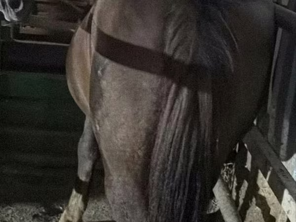 ሴት ፈረስ, Horses