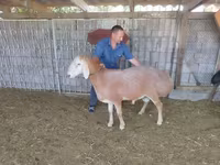 แกะตัวผู้, Arashan sheep — รูปภาพ 5