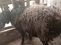 Koç, Blackheaded Persian sheep — foto 1