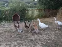 Ducks — foto 2
