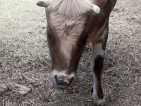 Lembu jantan, Cattle — foto 8