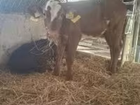 Ng'ombe jike, Ng'ombe wa Limousin — picha 1