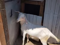 بز ماده, بز — عکس 1