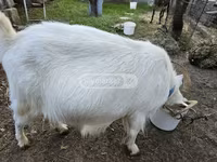 Ямаа, Megrelian goat — 2 зураг